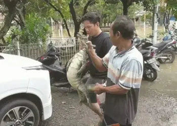 Biawak Masuk Rumah Bikin Geger Warga Pasar Kemis