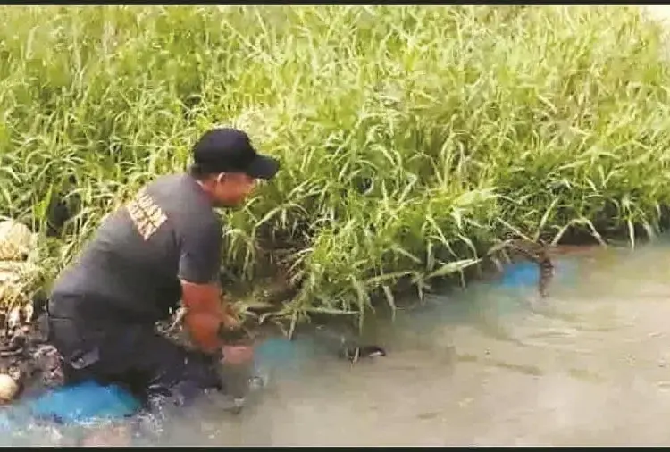 Ada Buaya dan Ular Muncul di Lokasi Banjir Tangerang