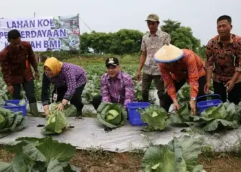 Panen Hortikultura Melimpah, Bupati hingga Petani Sumringah