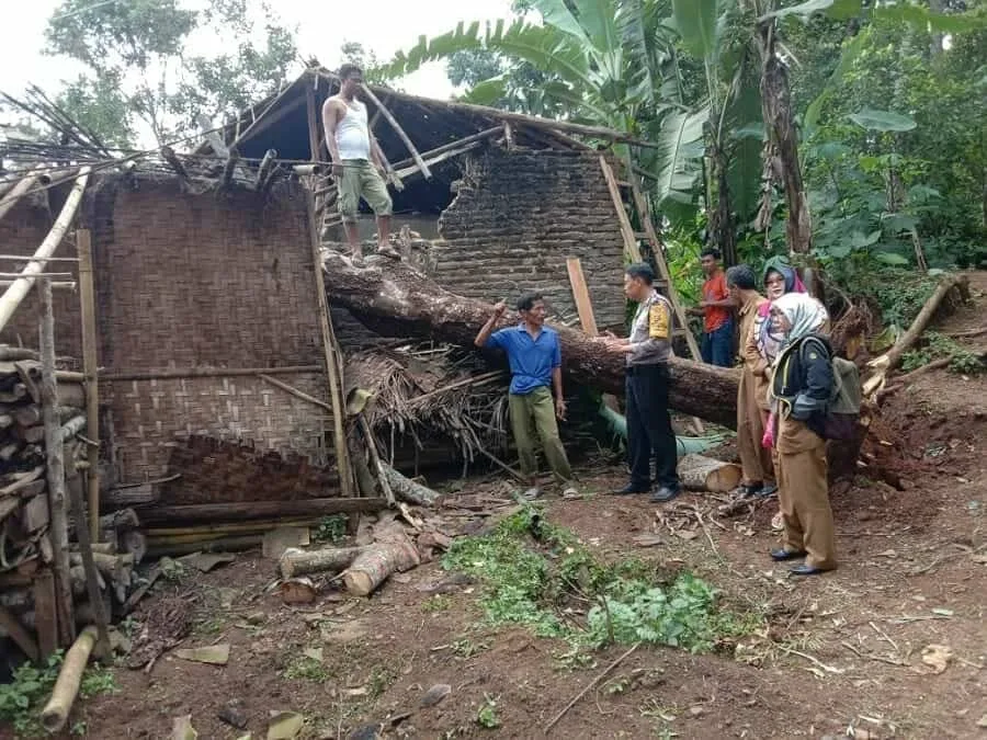 Diterjang Angin Kencang, Pohon Petai Timpa Rumah Warga