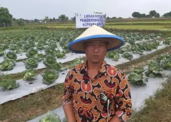 Petani Kabupaten Tangerang Sukses Tanam Kol di Dataran Rendah