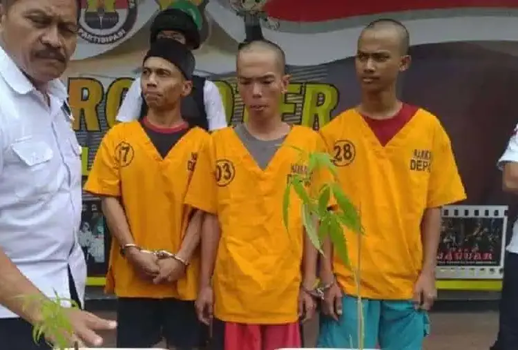 Tanam Ganja di Rumah, Juru Parkir Ditangkap