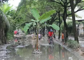 Tak Kunjung Diperbaiki, Jalan di Taman Royal Ditanami Pisang