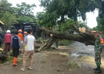 Pohon Tumbang Timpa Warung Kupat Tahu