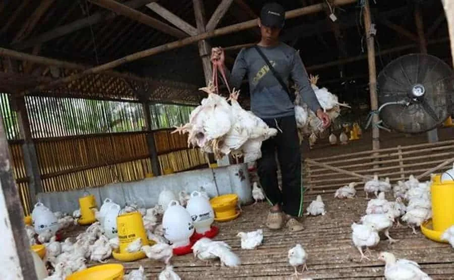 Dampak Corona, Harga Daging Ayam di Kabupaten Serang Anjlok