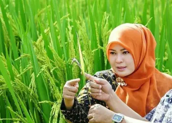 Pendemi Corona, Bupati Irna Optimis Panen Padi dan Jagung Surplus