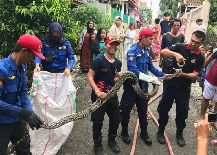 Petugas Damkar Tangkap Ular Sanca di Depan Rumah Mantan Sekda Lebak