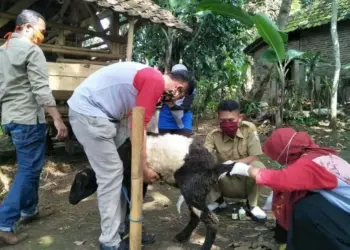 Penjualan Hewan Kurban di Pandeglang Wajib Punya SKKH