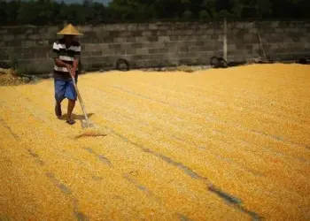 Harga Jatuh, Petani Jagung Kabupaten Serang Pasrah