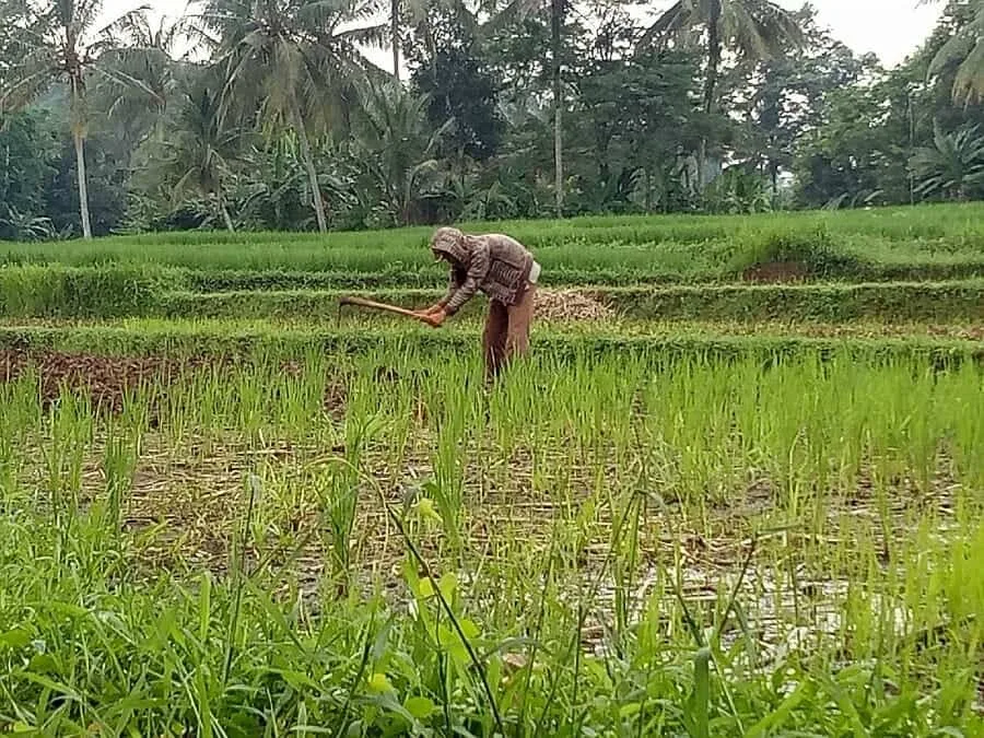 Beras Kabupaten Serang Banyak Dipesan untuk Kebutuhan Bansos