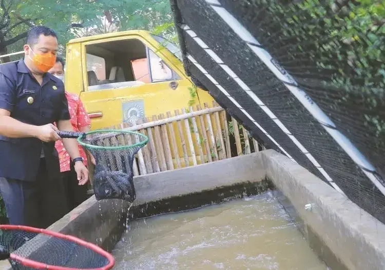 Manfaatkan Lahan Kosong, Panen Lele dan Kangkung