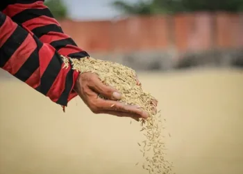 Aktifitas di Gudang Beras Mauk