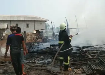 Kandang Terbakar, 4.800 Ekor Anak Ayam Terpanggang