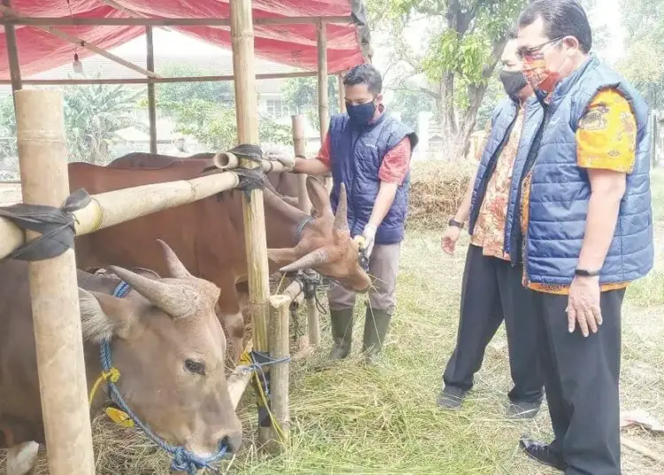 Pedagang Hewan Kurban Akan Dicek Kesehatan