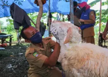 Belum Ada Tes Antraks, Hewan Kurban dari Jabar-Jateng Diwaspadai