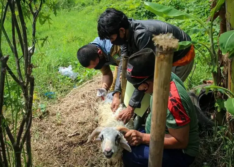 Pengecekan Hewan Kurban di Kota Tangerang