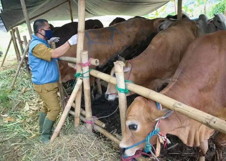 Pengecekan Hewan Kurban di Kota Tangerang