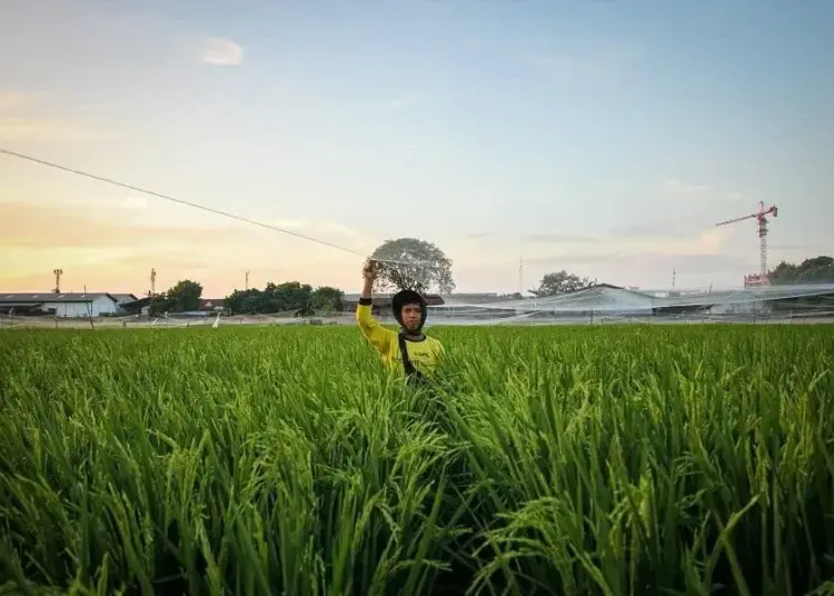 Jaring Hama di Pesawahan Batuceper