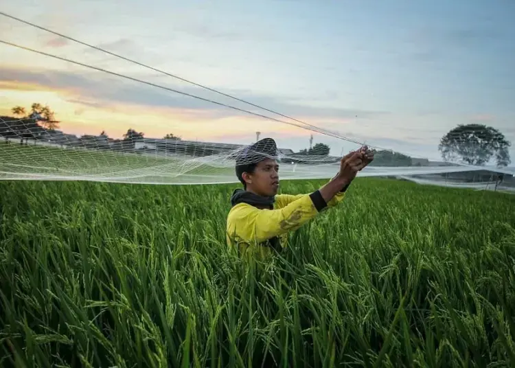 Jaring Hama di Pesawahan Batuceper