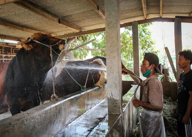 Sapi Kurban Presiden Jokowi dari Tangerang