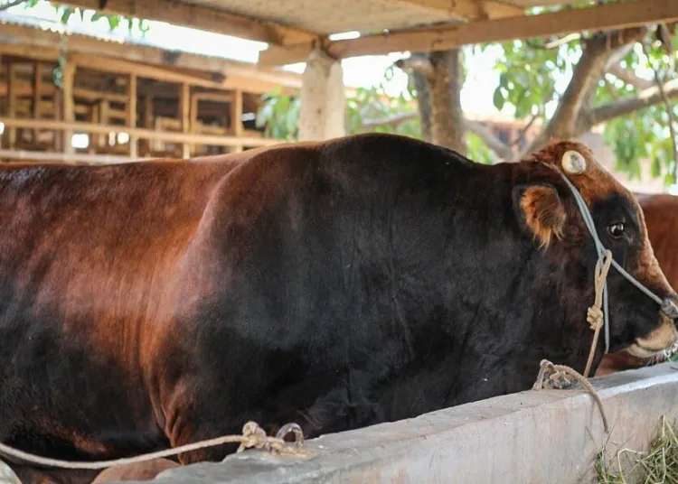 Sapi Kurban Presiden Jokowi dari Tangerang