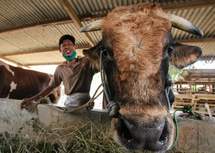 Sapi Kurban Presiden Jokowi dari Tangerang