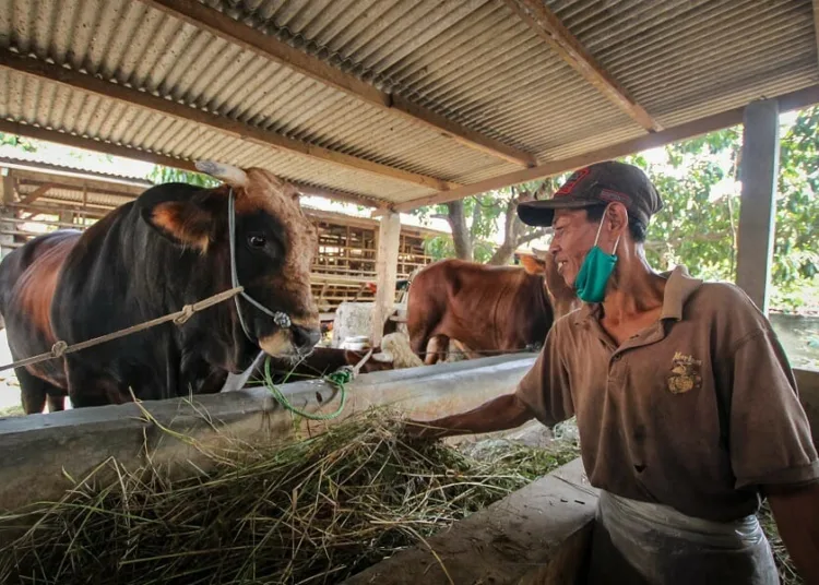 Sapi Kurban Presiden Jokowi dari Tangerang