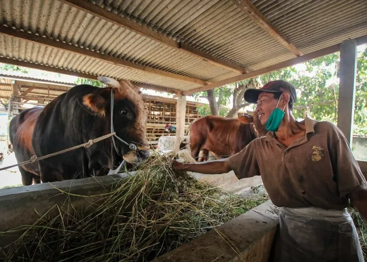 Sapi Kurban Presiden Jokowi dari Tangerang