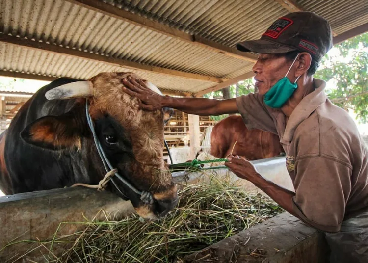 Sapi Kurban Presiden Jokowi dari Tangerang