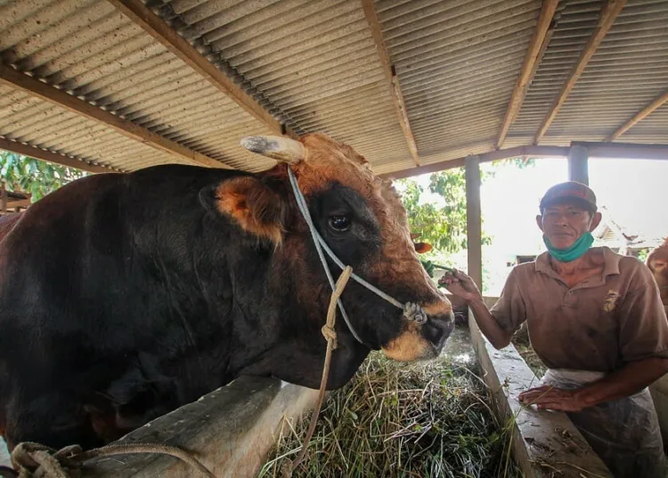 Sapi Kurban Presiden Jokowi dari Tangerang