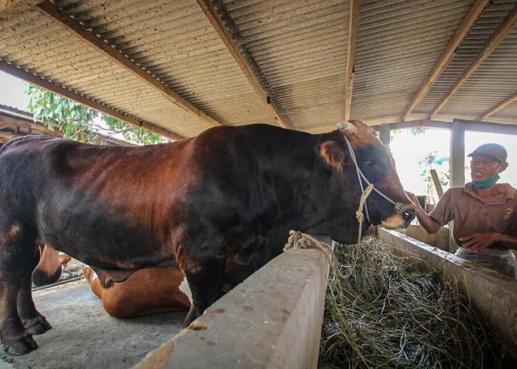 Sapi Kurban Presiden Jokowi dari Tangerang