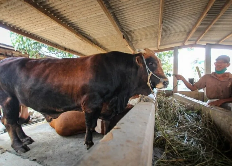 Sapi Kurban Presiden Jokowi dari Tangerang