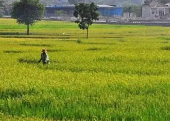 Puluhan Ribu Hektar Sawah di Kabupaten Serang Beralih Fungsi