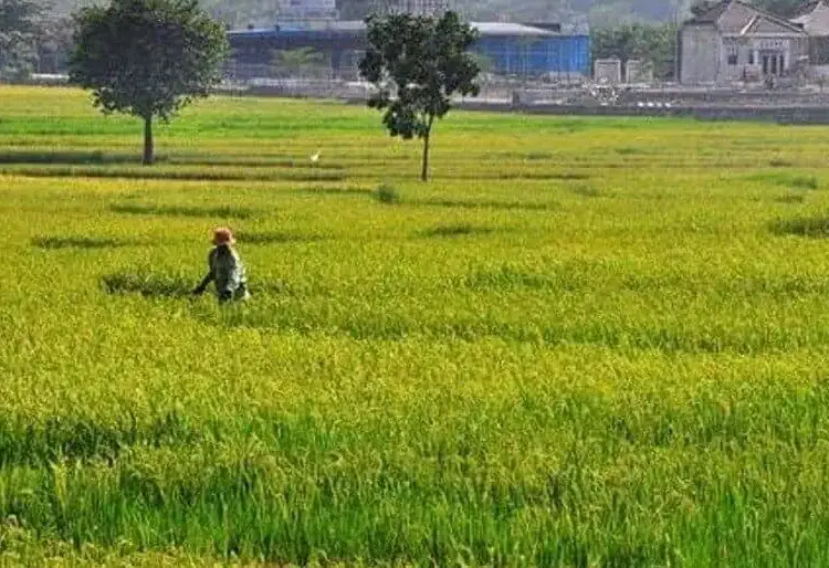 Puluhan Ribu Hektar Sawah di Kabupaten Serang Beralih Fungsi