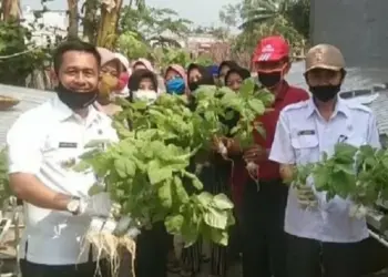 Wujudkan Ketahanan Pangan dengan Sayur Hidroponik