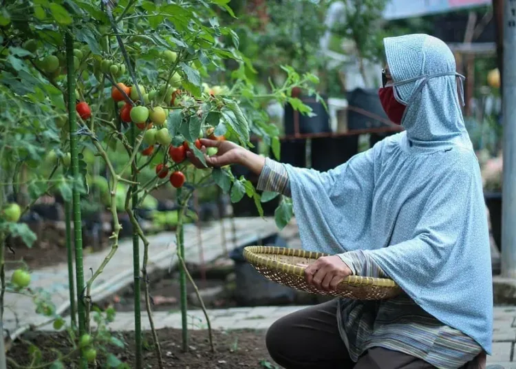 Manfaatkan Lahan Tidur dengan Tanam Sayuran