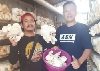 BUDIDAYA : Mulyadi (kaos biru) menunjukkan hasil budidaya jamur yang dilakukan di halaman rumahnya. (IRMA/BNN)