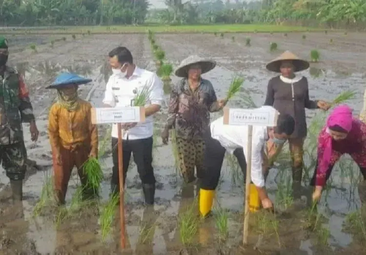 NANDUR BARENG: Camat Mauk Arief Rachman Hakim bersama para petani di Desa Kedung Dalem, Kecamatan Mauk, menanam padi atau nandur bersama, Rabu (12/8). (ALFIAN/SATELIT NEWS)