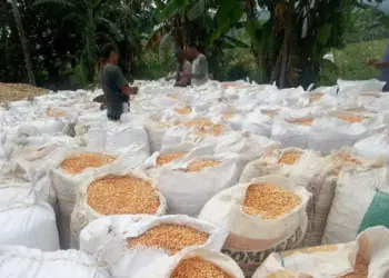 PANEN JAGUNG: Sejumlah petani di Kecamatan Anyer baru saja memanen jagung. (DOK/SATELIT NEWS)