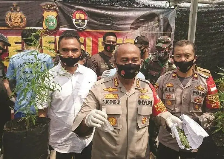 Tiga Bersaudara Tanam Ganja di Rumah