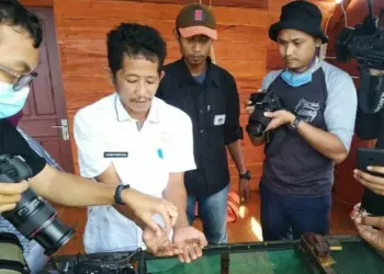 HASIL BUDIDAYA: Kepala Diskan Pandeglang, Suaedi Kurdiatna sedang menujukan hasil budidaya lobster di wilayah Kecamatan Panimbang. (NIPAL/SATELIT NEWS)