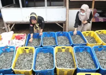 PANEN UDANG: Para pembudidaya udang vaname di Serang Utara, memanen hasil budidayanya. (DOKUMEN/SATELIT NEWS)