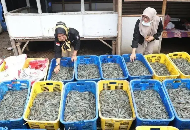 PANEN UDANG: Para pembudidaya udang vaname di Serang Utara, memanen hasil budidayanya. (DOKUMEN/SATELIT NEWS)