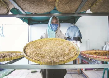 UMKM PRODUSEN JAMU: Pelaku UMKM menyelesaikan proses pembuatan jamu I’jaah Moe yang diproduksi secara pribadi di rumahnya, Pakojan Pinang, Kecamatan Pinang, Kota Tangerang, Minggu (23/8). Pemerintah Pusat memiliki program Bantuan Sosial (Bansos) untuk pelaku Usaha Mikro Kecil dan Menengah (UMKM) dalam bentuk dana hibah dan modal kerja sebesar Rp 2,4 juta per pelaku UMKM. (DEDE KURNIAWAN / SATELIT NEWS)