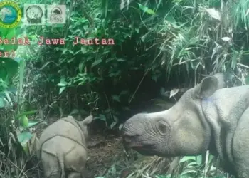 Dua Anak Badak Jawa Lahir di Ujung Kulon Diberi Nama Luther dan Helen