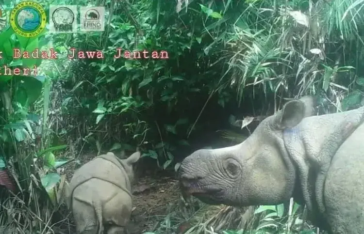 Dua Anak Badak Jawa Lahir di Ujung Kulon Diberi Nama Luther dan Helen