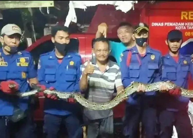 Petugas Damkar Tangkap Ular Sanca di Loteng Rumah Warga