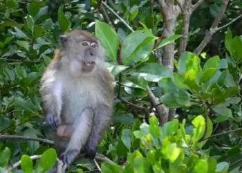 Tanaman Diserang Hewan Liar, Petani di Lebak Resah