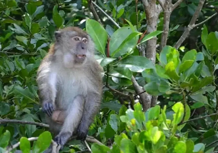 Tanaman Diserang Hewan Liar, Petani di Lebak Resah