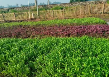 Lomba Pangan Nasional, KWT Desa Daru Wakili Banten